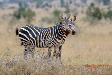 Zebra on grassland in Africa