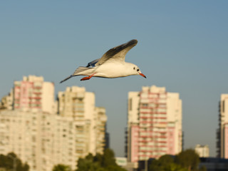 Seagull flying with open wings in blue sky.