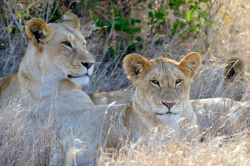 Lion in National park of Kenya