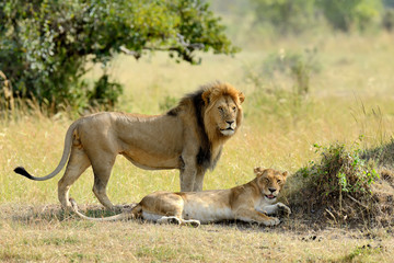 Fototapeta na wymiar Lion in National park of Kenya