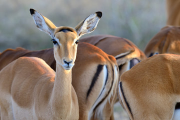 Thomson's gazelle on savanna in Africa