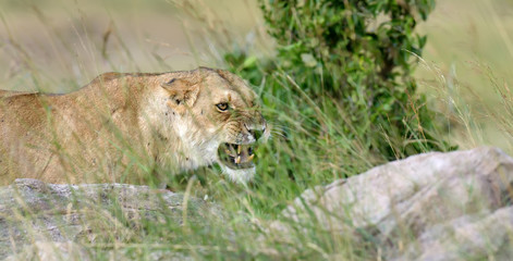 Lion in National park of Kenya