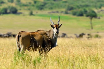 Naklejka na ściany i meble Greater kudu (Tragelaphus strepsiceros)