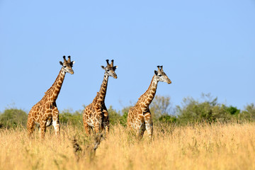 Obraz premium Giraffe in National park of Kenya