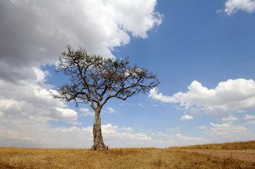 Landscape with tree in Africa