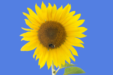 Naklejka premium beautiful flower sunflowers on blue background