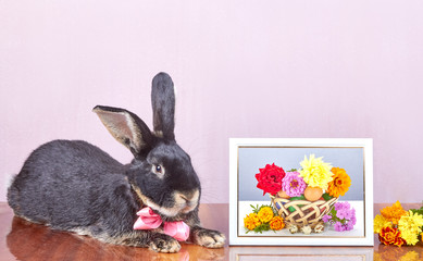 Fototapeta na wymiar On a pink background rabbit lies near the frame with photo and flowers