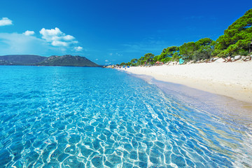 Sandy beach with pine trees and azure clear water, Corsica, France, Europe