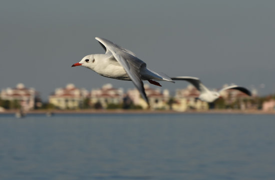 Seagull flying with open wings on blue sea.