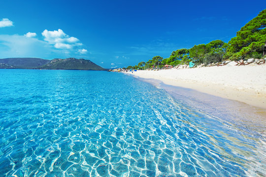 Fototapeta Sandy beach with pine trees and azure clear water, Corsica, France, Europe
