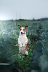 Dog Jack Russell Terrier