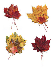Autumn maple leaves isolated