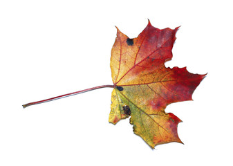 Autumn maple leaf isolated