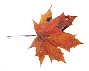 Autumn maple leaf isolated