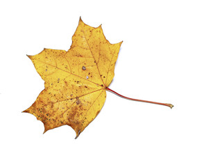 Autumn maple leaf isolated