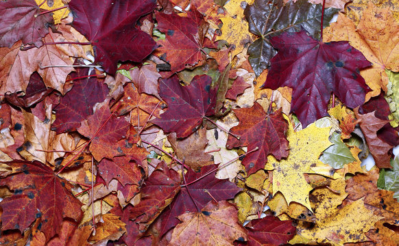 Background of the bright autumn maple leaves