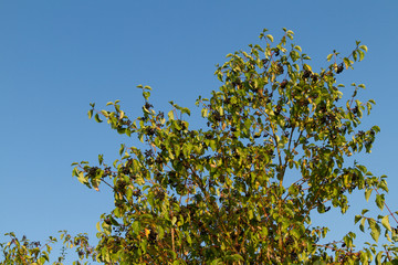 Ligusterbeeren