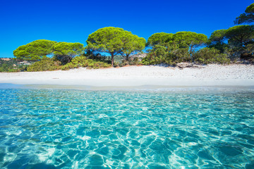 Sandy Palombaggia-strand met pijnbomen en azuurblauw helder water, Corsica, Frankrijk, Europa