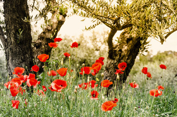 Fototapeta premium Mohnblumen und Olivenbäume