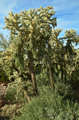 Fototapeta premium Desert Cactus