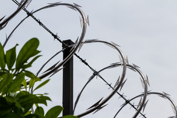 razor wire close up