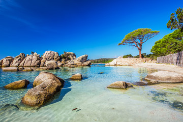 Beroemde pijnboomboom dichtbij de lagune op Palombaggia-strand, Corsica, Frankrijk, Europa.