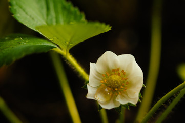 Erdbeerblüte mit Regentropfen