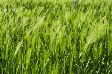 close up of fresh green barley