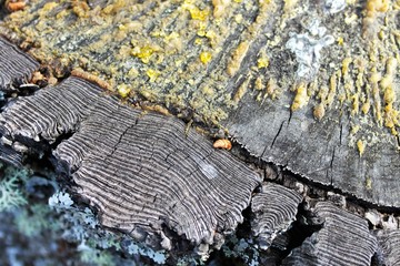 bleeding stump