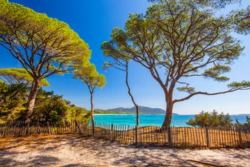 Papier Peint photo Plage de Palombaggia, Corse Pine trees on Palombaggia sandy beach on the south part of Corsic