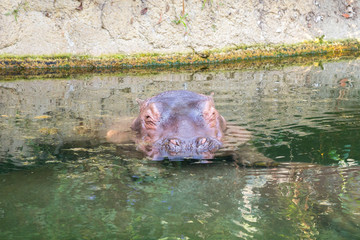 Hippo (Hippopotamus amphibius) in the water.