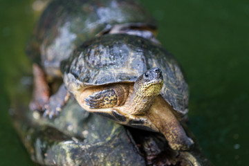 turtle on a log