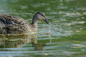 Duck in its natural environment