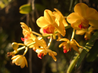 Fototapeta premium Phuket Botanic Garden