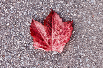 Rotes Laub-Blatt einer Dreispitzigen Jungfernrebe, auch Wilder Wein genannt, in Herbstfärbung mit Kontrast auf schwarzem Asphalt-Hintergrund
