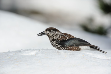 nutcracker in the snow