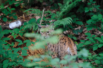 Lynx camouflaged in leaves