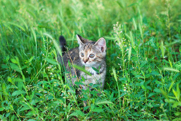 Sute Striped Kitten in the Green Grass Outdoors - Playing Cat - Pets Care Concept