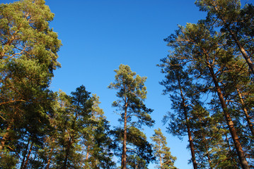 Pine tree tops by blue sky