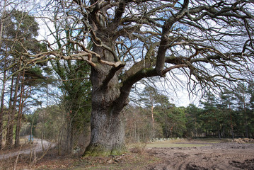 Huge oak tree