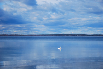 Single swan in a calm blue water