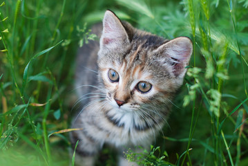 Naklejka na ściany i meble Sute Striped Kitten in the Green Grass Outdoors - Playing Cat - Pets Care Concept