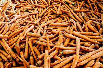 Large Pile of Carrots