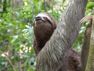 An Amazing Look at the Sloth © dejavudesigns