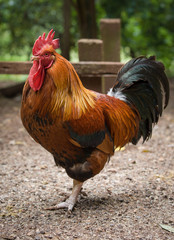Cockerel