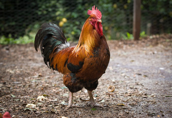 Cockerel