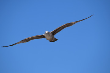 Bird on flight by the beach