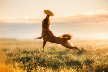 Dog Nova Scotia Duck Tolling Retriever © Anna Averianova