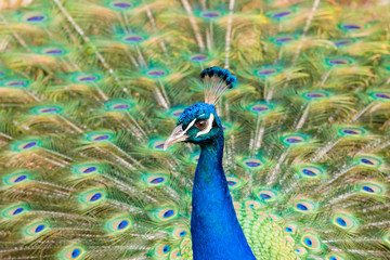 Obraz premium Peacock