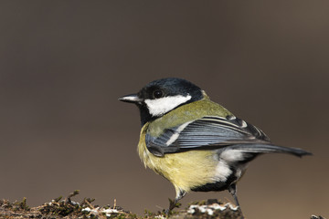 Great tit (Parus major)